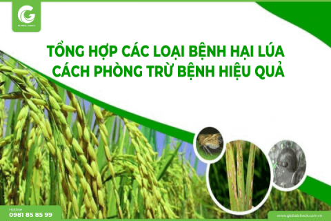 Tổng hợp các loại bệnh hại lúa & cách phòng tránh