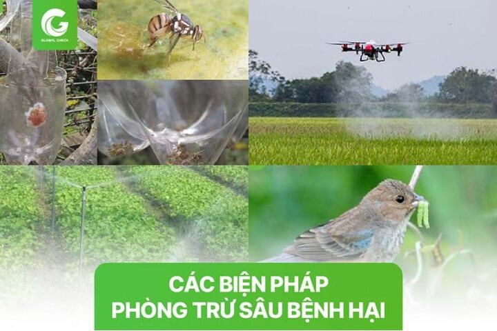 TOP 7 biện pháp phòng trừ sâu bệnh hại cây trồng hiệu quả nhất 2023