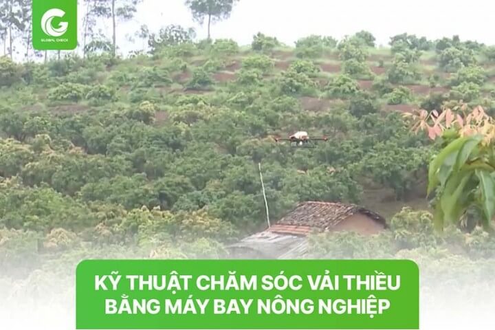 Kỹ thuật chăm sóc vải thiều bằng máy bay nông nghiệp Globalcheck