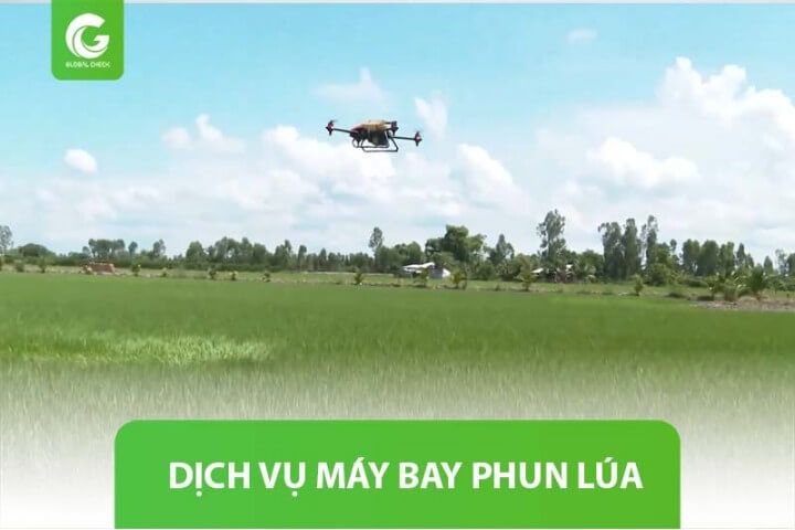 Dịch vụ máy bay phun lúa: tiết kiệm chi phí, diệt trừ sâu bệnh 100%