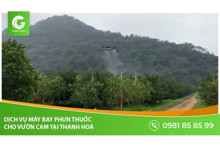 Dịch vụ máy bay phun thuốc cho vườn cam tại Thanh Hóa - Globalcheck