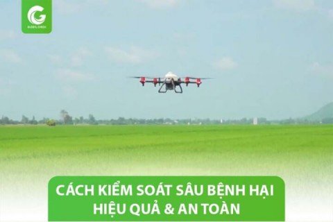 5 Cách kiểm soát sâu bệnh hại trên cây lúa hiệu quả & an toàn