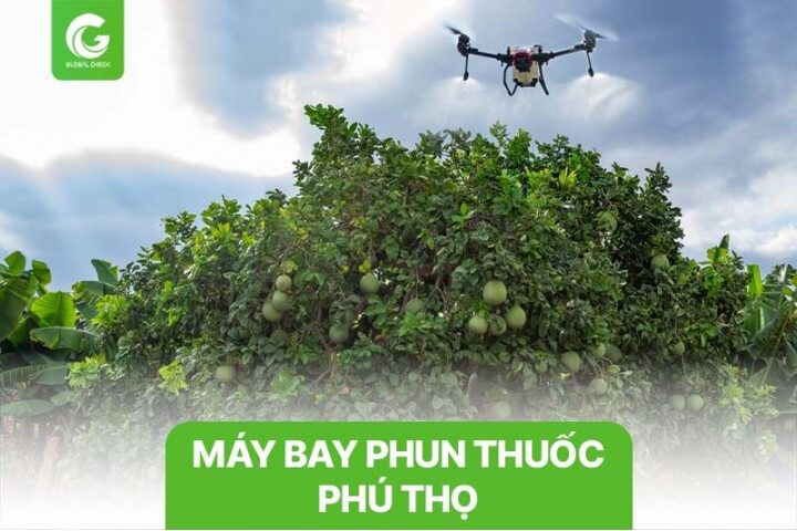 Máy bay phun thuốc Phú Thọ cho cây bưởi, chè, hồng, chuối, táo, xoài