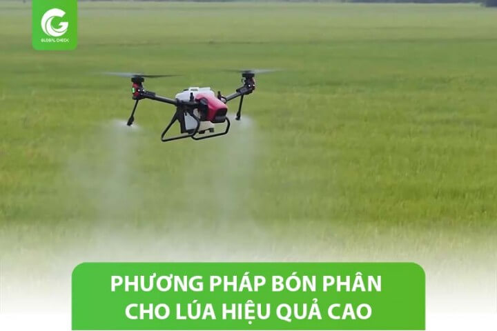 Phương pháp bón phân cho lúa phát triển nhanh, nâng cao năng suất