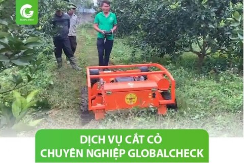 Dịch vụ cắt cỏ chuyên nghiệp Globalcheck: hiệu quả & an toàn