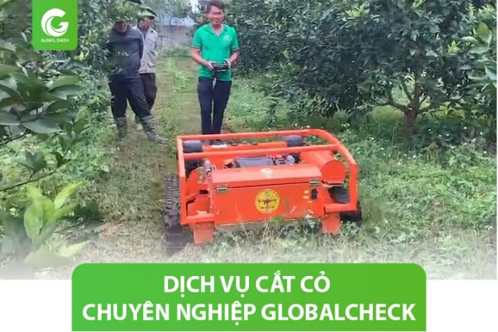 Dịch vụ cắt cỏ chuyên nghiệp Globalcheck: hiệu quả & an toàn