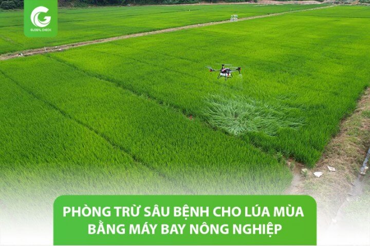 Phòng trừ sâu bệnh cho lúa mùa bằng máy bay nông nghiệp