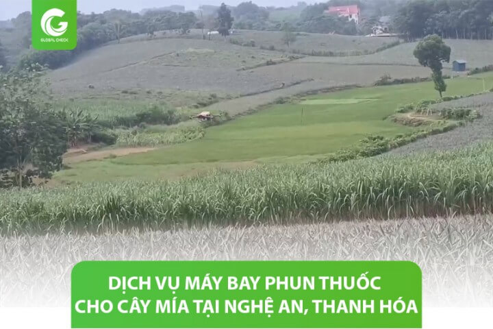 Dịch vụ máy bay phun thuốc cho cây mía tại Nghệ An, Thanh Hóa