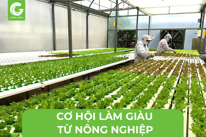 Cơ hội làm giàu từ nông nghiệp