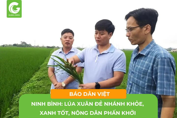 [BÁO DÂN VIỆT]Ninh Bình: Lúa xuân đẻ nhánh khỏe, xanh tốt, nông dân phấn khởi