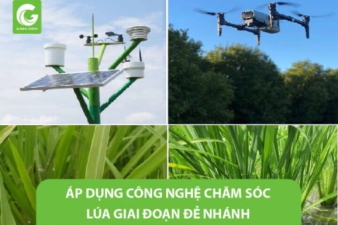 Áp Dụng Công nghệ Chăm sóc lúa giai đoạn đẻ nhánh