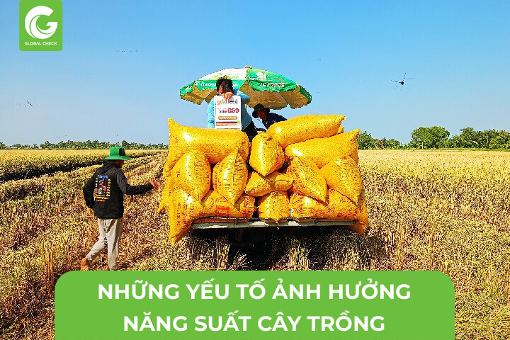 Những yếu tố ảnh hưởng năng suất cây trồng