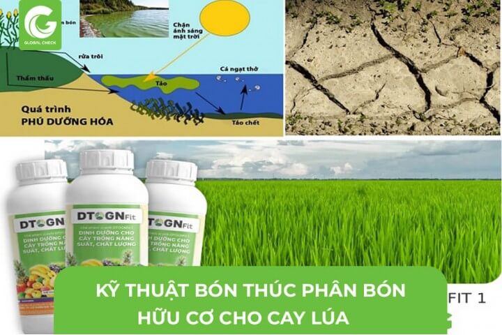 Kỹ thuật bón thúc phân bón hữu cơ cho cây lúa