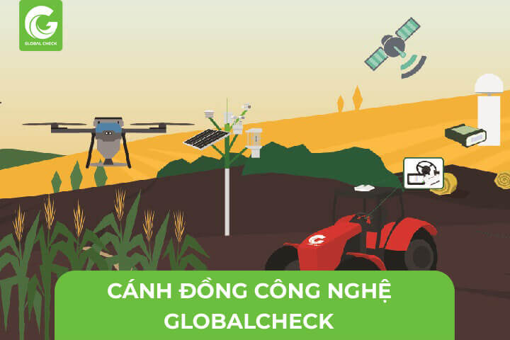 Mô hình cánh đồng công nghệ GlobalCheck