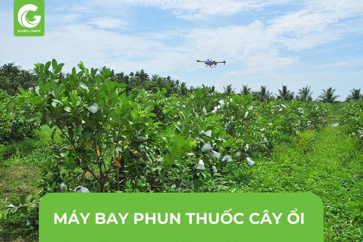 Máy Bay Phun- Xịt Thuốc Cho Cây Ổi