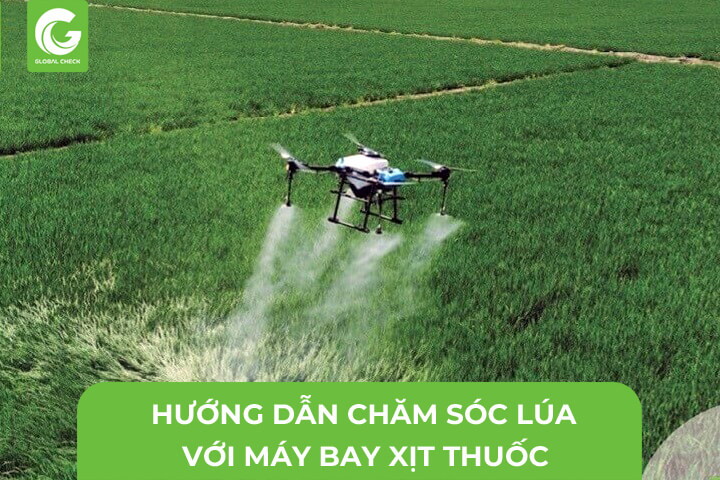 Hướng Dẫn Chăm Sóc Lúa Với Máy Bay Xịt Thuốc