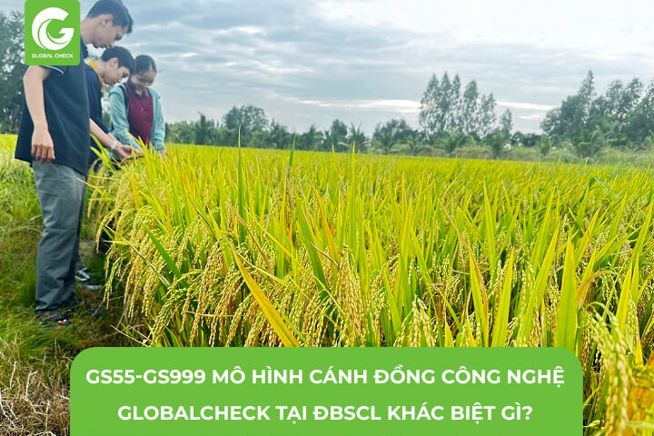 Giống Lúa GS55 và GS999 Mô Hình Cánh Đồng Công Nghệ GlobalCheck ĐBSCL Khác Biệt Thế Nào?