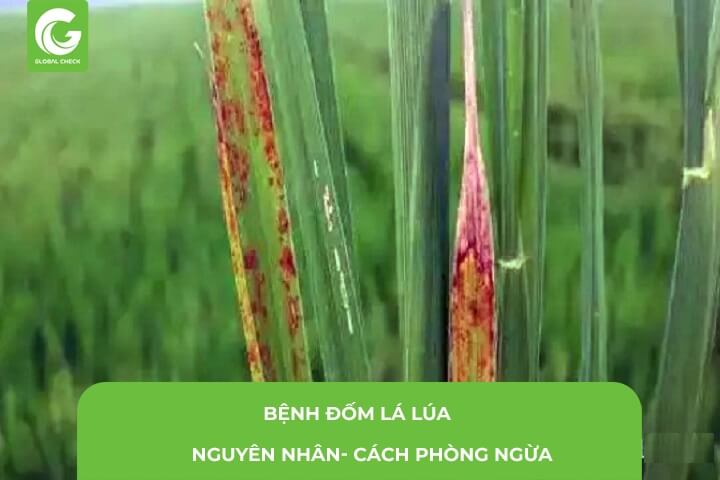 Lúa Bị Đốm Nâu- Nguyên Nhân –Phòng Ngừa Máy Bay Nông Nghiệp