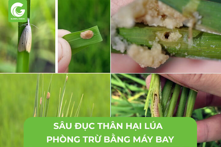 Sâu Đục Thân Hại Lúa- Phòng Trừ Bằng Máy Bay Nông Nghiệp