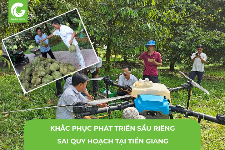 Khắc Phục Phát Triển Sầu Riêng Sai Quy Hoạch Tại Tiền Giang- Ứng Dụng máy bay nông nghiệp