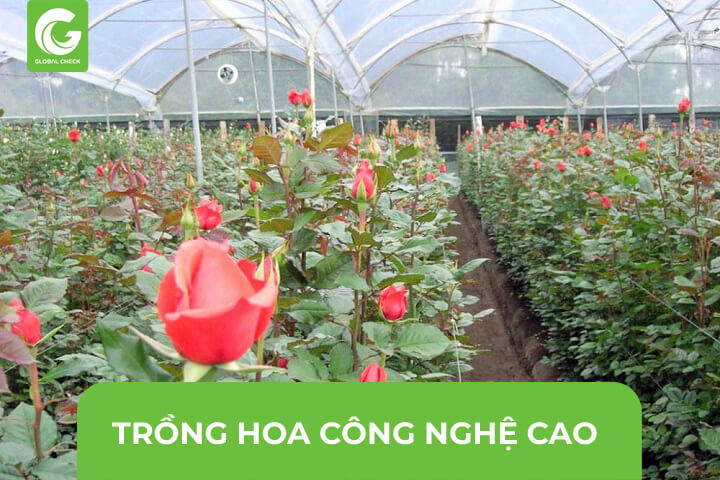 Trồng Hoa Hồng Công Nghệ Cao