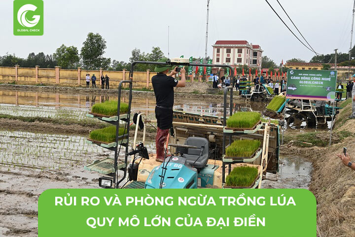 Rủi Ro Và Phòng Ngừa Trồng Lúa Quy Mô Lớn Của Đại Điền