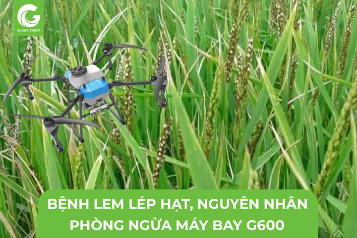 Bệnh Lem Lép Hạt, Nguyên Nhân, Phòng Ngừa Máy Bay Nông Nghiệp