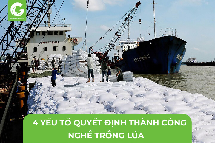 4 Yếu Tố Quyết Định Sự Thành Công Nghề Trồng Lúa