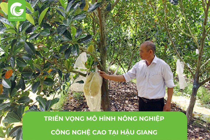 Triển Vọng Mô Hình Nông Nghiệp Công Nghệ Cao Tại Hậu Giang