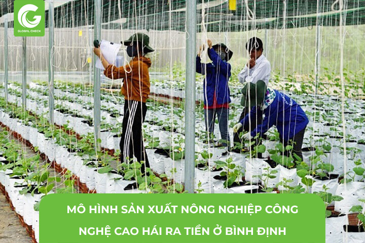 Những Mô Hình Sản Xuất Nông Nghiệp Công Nghệ Cao Hái Ra Tiền Ở Bình Định