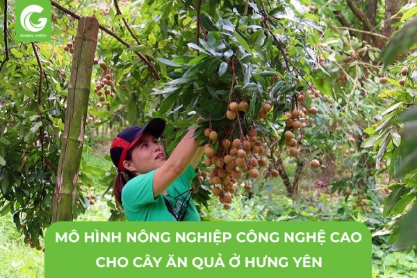 Mô Hình Nông Nghiệp Công Nghệ Cao Cho Cây Ăn Quả Ở Hưng Yên