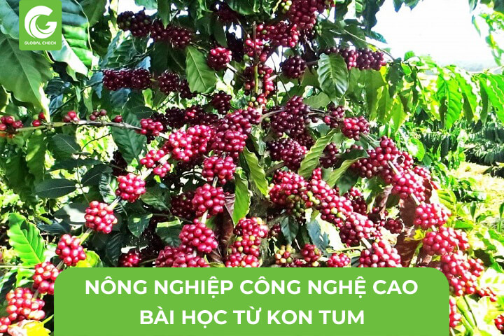 Nông Nghiệp Công Nghệ Cao- Bài Học Nông Nghiệp Kon Tum