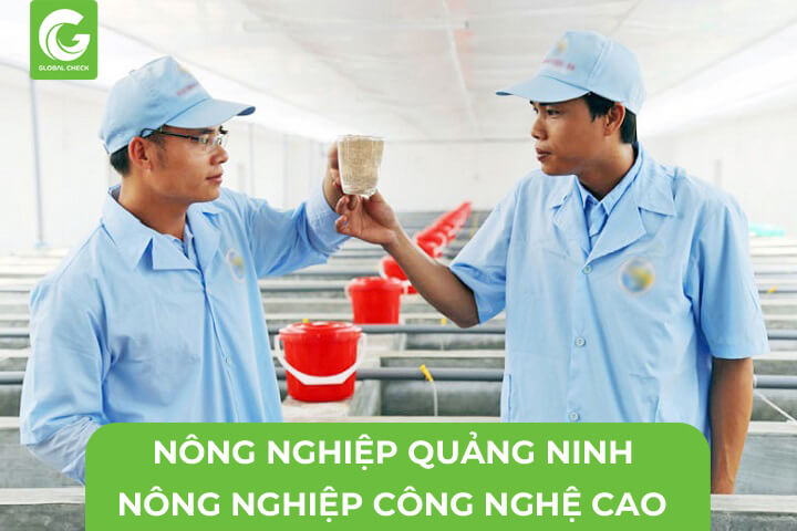 Nông Nghiệp Quảng Ninh Hướng Đến Nông Nghiệp Công Nghệ Cao