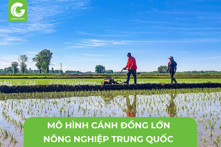 Mô Hình Cánh Đồng Lớn Nông Nghiệp Trung Quốc