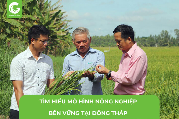 Tìm Hiểu Mô Hình Nông Nghiệp Bền Vững Đồng Tháp