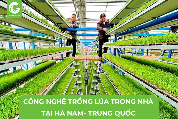 Công Nghệ Trồng Lúa Trong Nhà tại Hà Nam- Trung Quốc