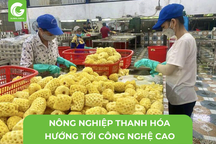 Nông Nghiệp Thanh Hóa- Hướng Tới Nông Nghiệp Công Nghệ Cao