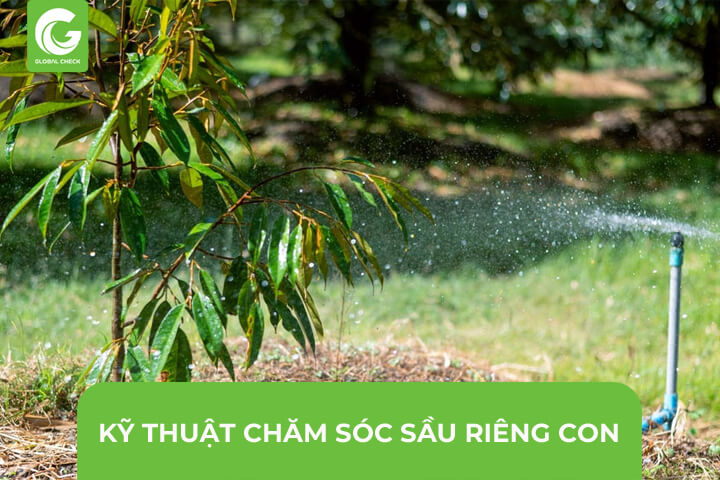 Kỹ Thuật Chăm Sóc Sầu Riêng Con