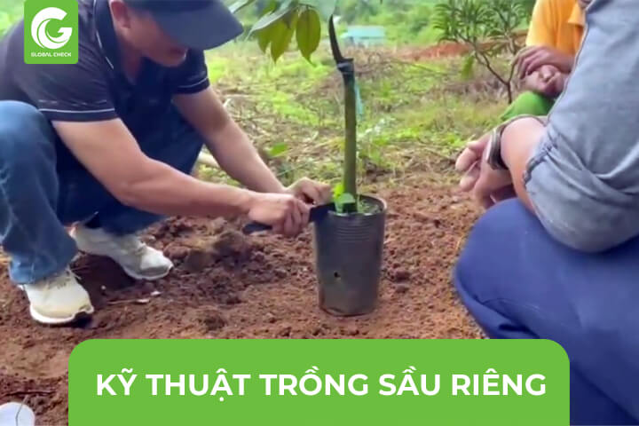 Kỹ thuật trồng sầu riêng