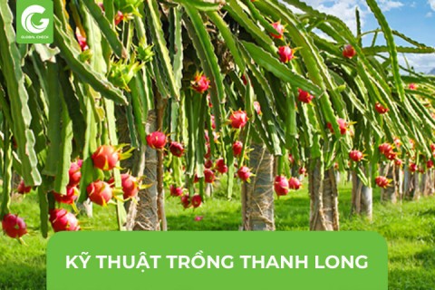 Kỹ Thuật Trồng Thanh Long