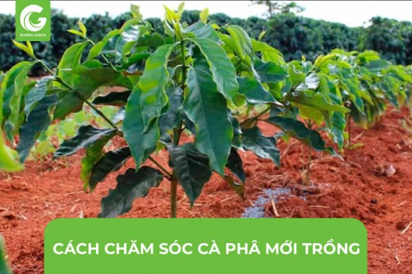 Cách Chăm Sóc Cây Cà Phê Mới Trồng