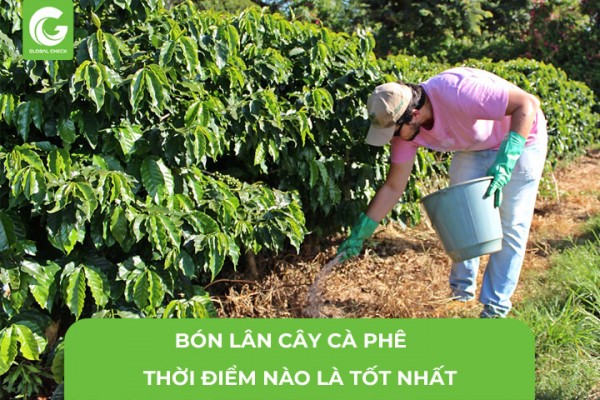 Bón Lân Cây Cà Phê Thời Điểm Nào Là Tốt Nhất?