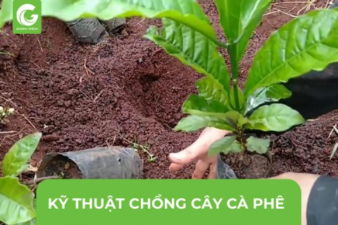 Kỹ Thuật Trồng Cây Cà Phê