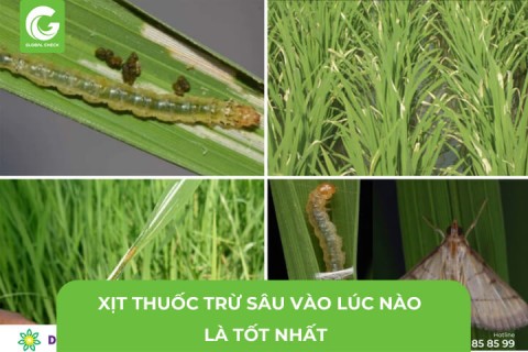 Xịt Thuốc Trừ Sâu Vào Lúc Nào Là Tốt Nhất?