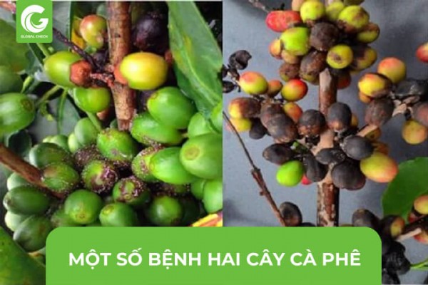 Một Số Bệnh Hại Cây Cà Phê Phổ Biến