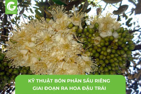 Kỹ Thuật Bón Phân Sầu Riêng Giai Đoạn Ra Hoa Đậu Trái