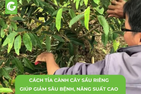 Cách tỉa cành cây sầu riêng giúp giảm sâu bệnh, năng suất cao