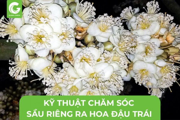 Kỹ Thuật Chăm Sóc Sầu Riêng Ra Hoa Đậu Trái