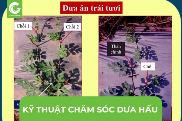 Kỹ Thuật Chăm Sóc Dưa Hấu