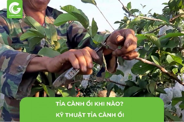 Tỉa Cành Ổi Khi Nào? Kỹ Thuật Tỉa Cành Ổi